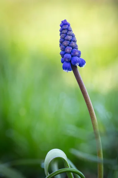 春天花园里的蓝麝香花 — 图库照片