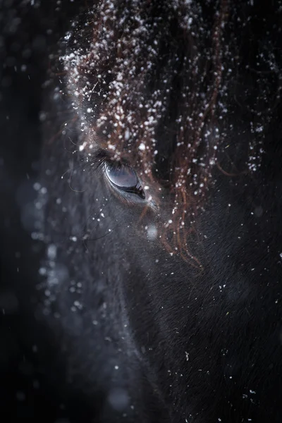 Auge des friesischen Pferdes — Stockfoto