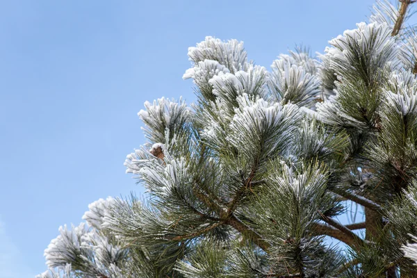 Escarcha de invierno en el pino, árbol de Navidad —  Fotos de Stock