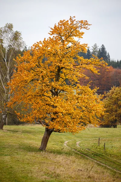 Osamělý strom s podzimní listí. — Stock fotografie