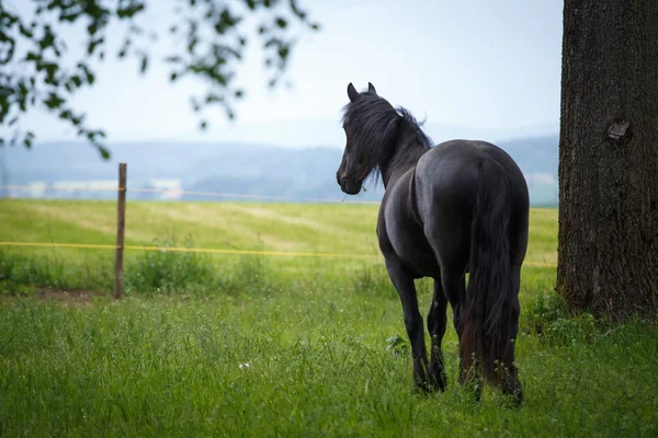 Colt friesiano no prado — Fotografia de Stock