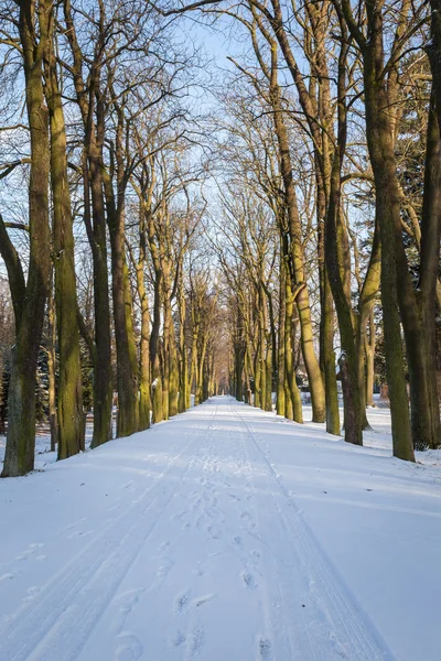 En stig mellan snötäckta träd — Stockfoto