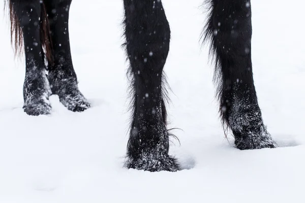 在雪地里的弗里斯兰马蹄 — 图库照片