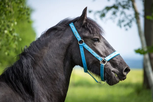 Friesian colt in meadow — Stock Photo, Image