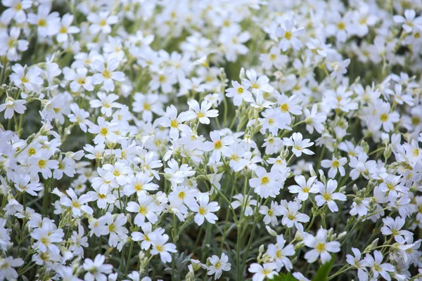 Flores brancas de Cerastium tomentosum — Fotografia de Stock