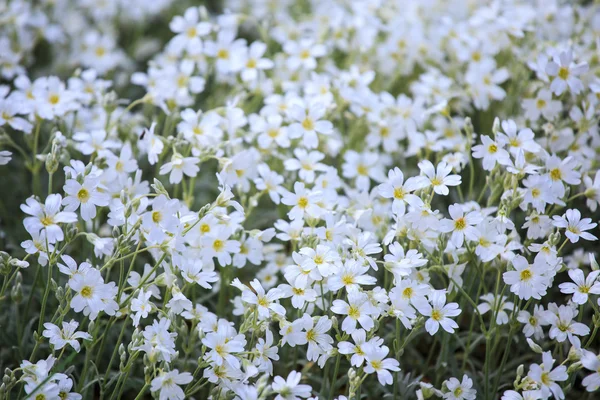 Flores blancas de Cerastium tomentosum es una planta ornamental de —  Fotos de Stock