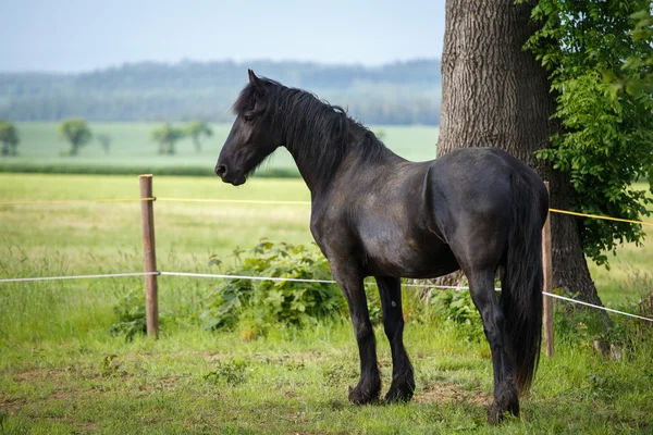 Friesenhengst auf der Weide — Stockfoto