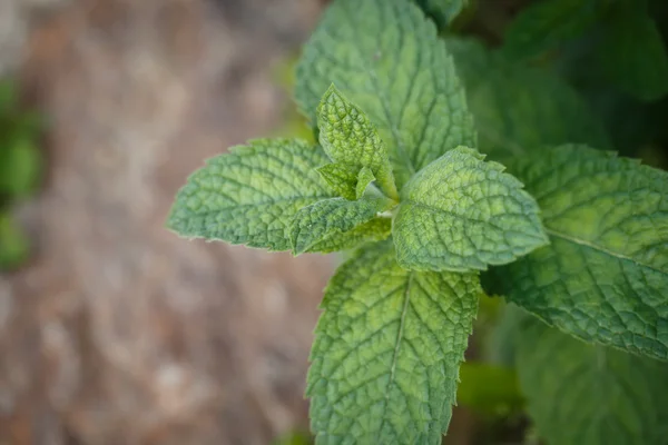 A hortelã deixa o fundo. Folha de hortelã plantas verdes . — Fotografia de Stock