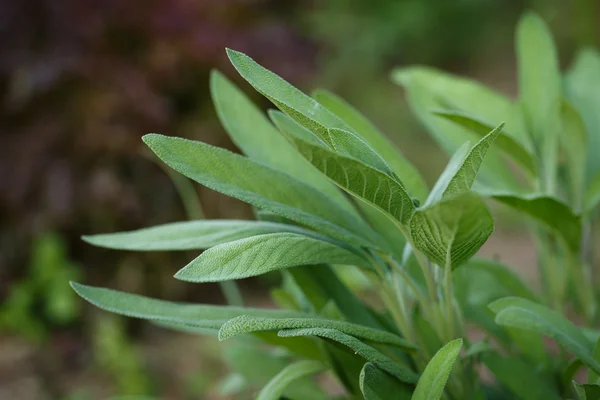 Sage - salvia officinalis. Herbs in the garden — Stock Photo, Image