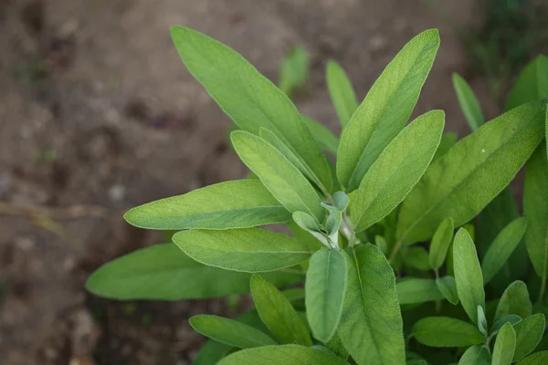 Sauge - salvia officinalis. Herbes dans le jardin — Photo