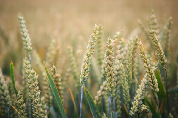 Campo di grano. Orecchie di grano da vicino. Sfondo di maturazione orecchie — Foto Stock