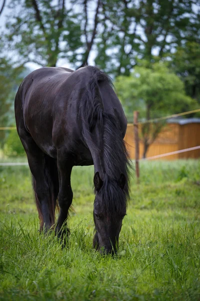 Friesian colt in meadow. — Stock Photo, Image