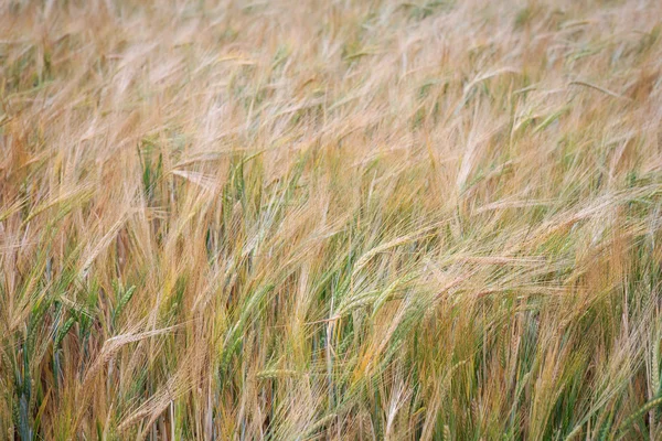 Jordbruk, vetefält - korn — Stockfoto