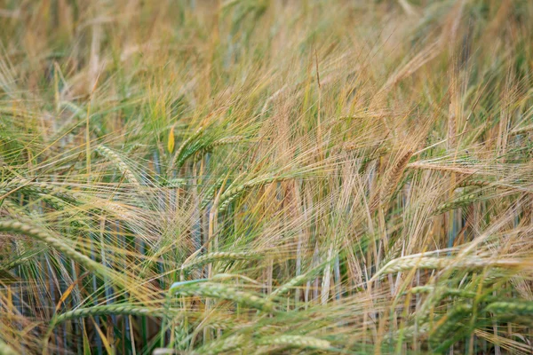 Agriculture, wheat field - barley — Stock Photo, Image