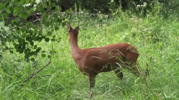 ツリーから葉を食べる鹿 カプレオラス カプレオラス 自然の中で野生のイクラ鹿 — ストック動画