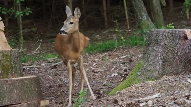 森の中で鹿を育てるカプレオラス カプレオラス 自然の中で野生のイクラ鹿 — ストック動画