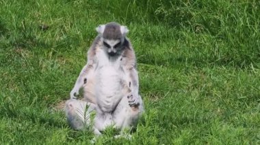 Lemur Catta çimlerin üzerinde. Halka kuyruklu Lemur..