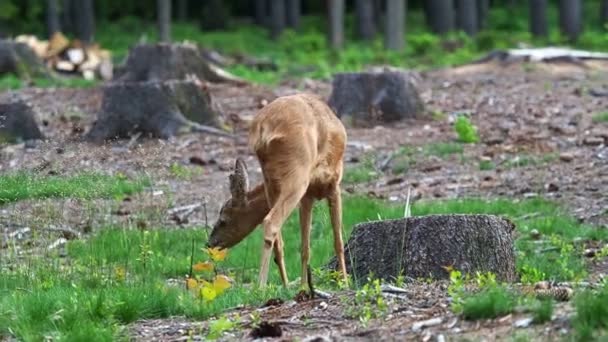 Roe Jelen Lese Capreolus Capreolus Jikry Divoké Přírodě — Stock video