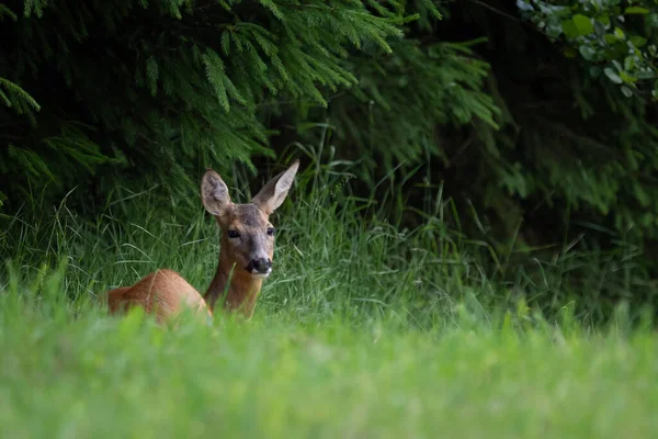 Rådjur Skogen Capreolus Capreolus Vilda Rådjur Naturen — Stockfoto