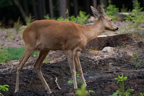 Rådjur Skogen Capreolus Capreolus Vilda Rådjur Naturen — Stockfoto