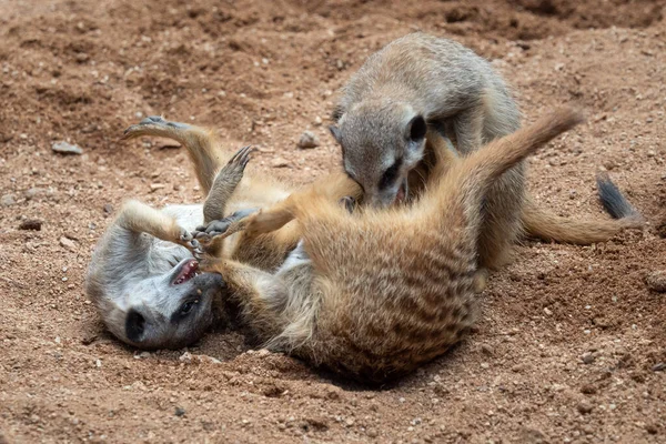 Μερκάτ Μάχονται Για Την Περιοχή Meerkats Suricates Παίζουν Αγωνίζονται Στην — Φωτογραφία Αρχείου