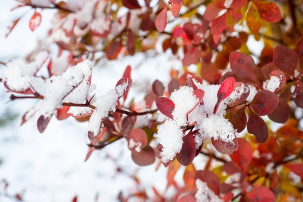 白雪覆盖的霜冻树叶 — 图库照片