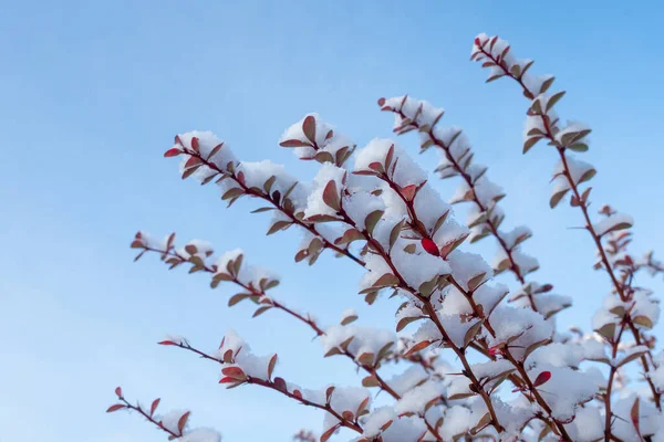 Frostiges Laub Mit Schnee Bedeckt — Stockfoto