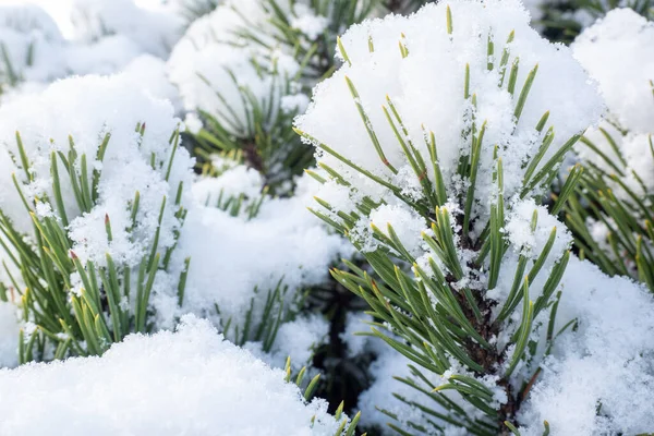 Winterfrost Kiefer — Stockfoto