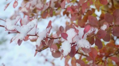 Karla kaplı soğuk yapraklar..