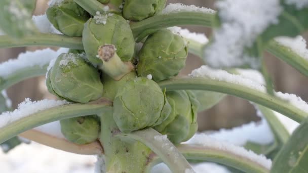 冬のブリュッセルは雪に覆われて芽を出す — ストック動画