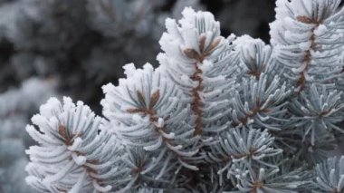Donla kaplı ladin dalları. Ağaç donuyla Noel ağacı.