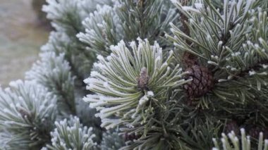 Çam ağacında kış ayazı