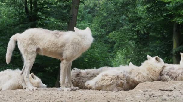 Arctische Wolf Canis Lupus Arctos Ook Bekend Als Witte Wolf — Stockvideo