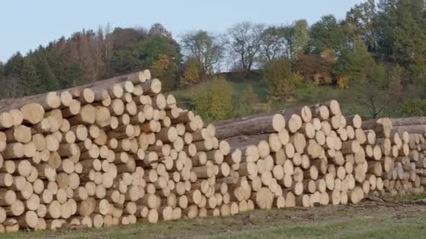 Bunke Træ Visning Enorme Stakke Logs – Stock-video