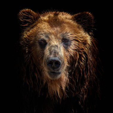 Front view of brown bear isolated on black background. Portrait of Kamchatka bear (Ursus arctos beringianus) clipart