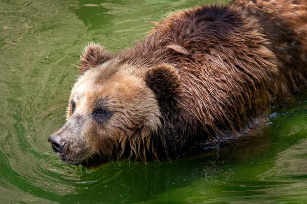 Medvěd Hnědý Ursus Arctos Beringians Vodě — Stock fotografie