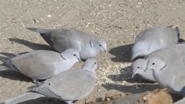 Avrasyalı güvercinler (Streptopelia decaocto) tahıl ve mısır gevreği yerler.