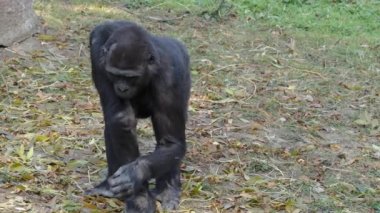 Batı ova gorilleri yaprak yiyor.