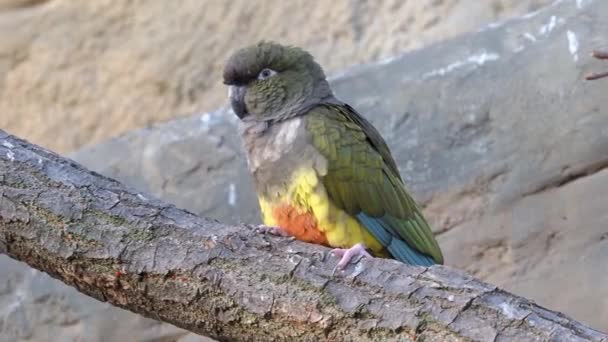 Perroquet fouisseur (Cyanoliseus patagonus) assis sur l'arbre.