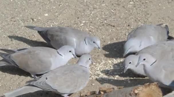 Eurasian Collared Doves Streptopelia Decaocto Eat Grains Cereal Flakes — Stock Video