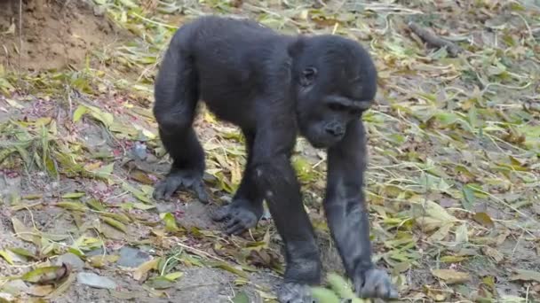 Jovem Gorila Planície Ocidental Comendo Folhas — Vídeo de Stock
