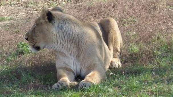 Lwica Azjatycka Panthera Leo Persica Gatunek Krytycznie Zagrożony — Wideo stockowe