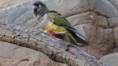 Ağaçta oturan oyuk açan papağan (siyanoliseus patagonus).