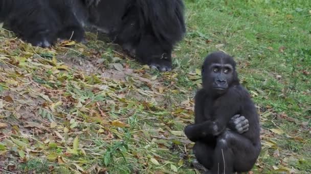 Gorila Planície Ocidental Comendo Folhas — Vídeo de Stock