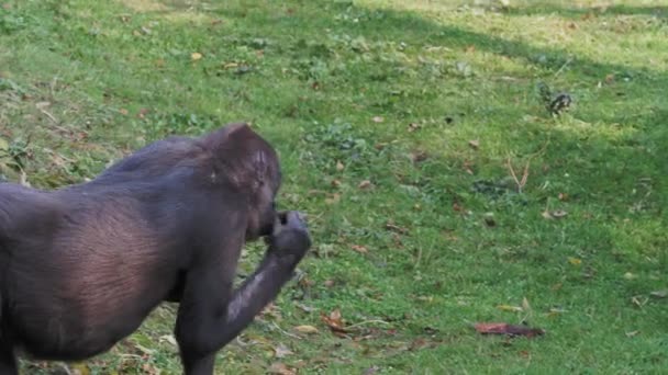 Western Lowland Gorilla Looking Food — Stock Video