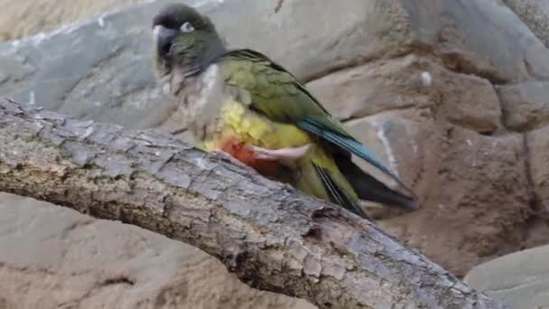 Папуга Горить Cyanoliseus Сидить Дереві — стокове відео