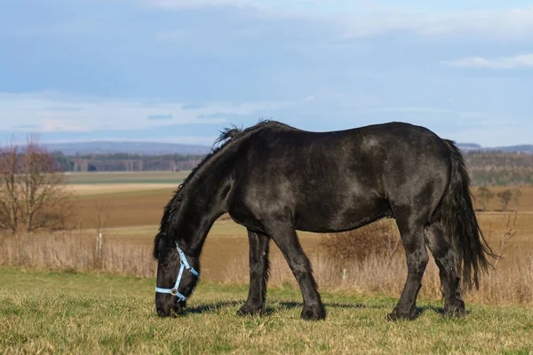 Cavalos Frísia Negra Pasto República Checa — Fotografia de Stock