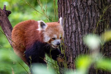 Ağaçta kırmızı panda (Ailurus fulgens). Ormandaki sevimli panda..