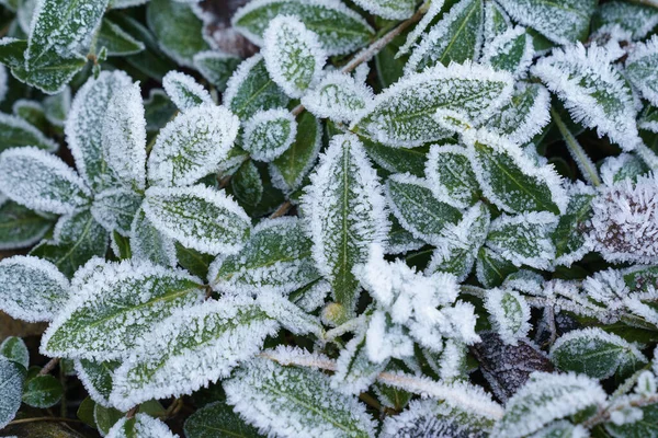 Grüne Blätter Von Pflanzen Die Mit Frost Bedeckt Sind — Stockfoto