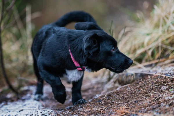 Küçük Siyah Köpek Çimenlerde Oynuyor Küçük Melez Köpek — Stok fotoğraf